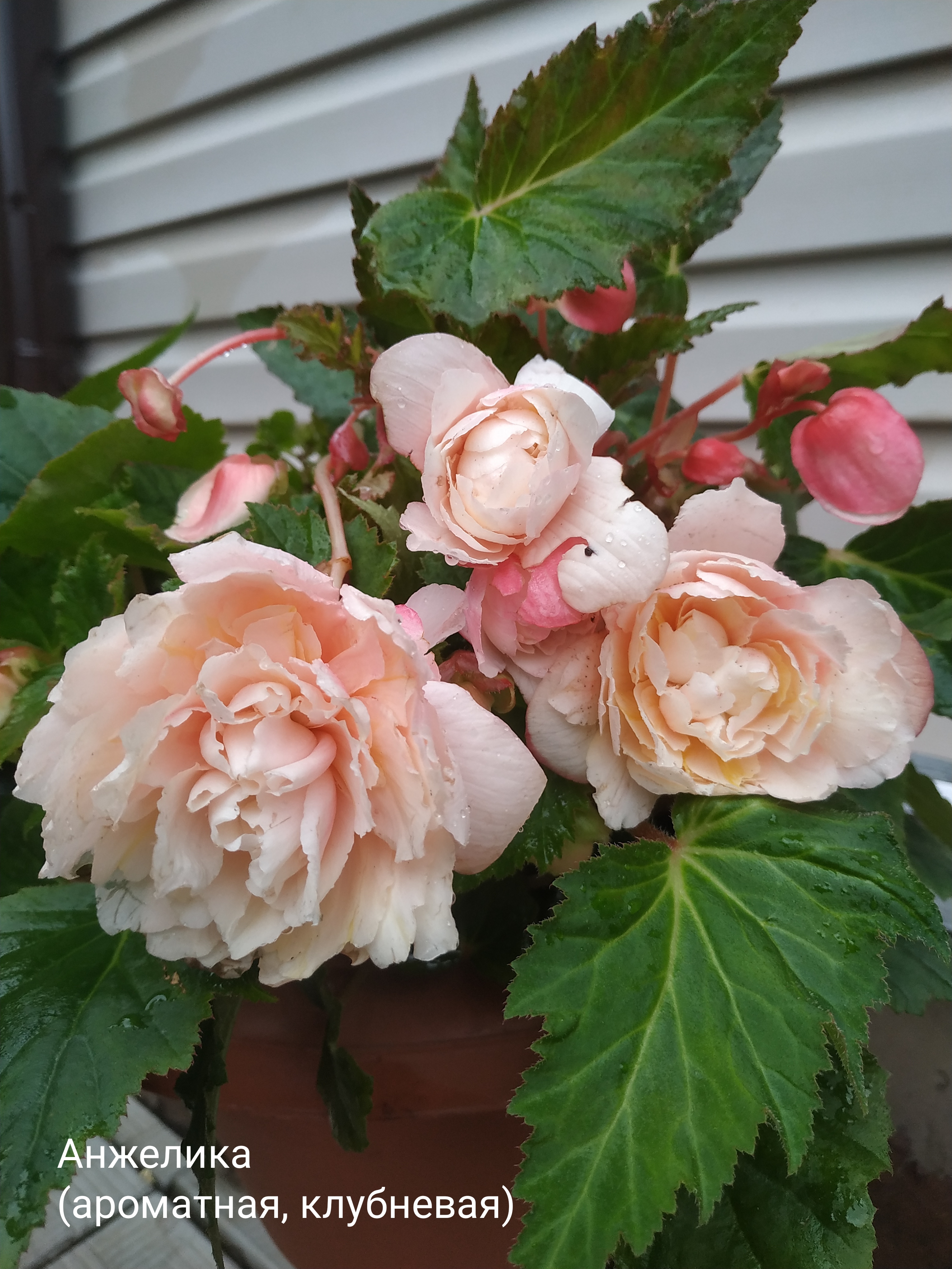 Анжелика (пересорт, ароматная)