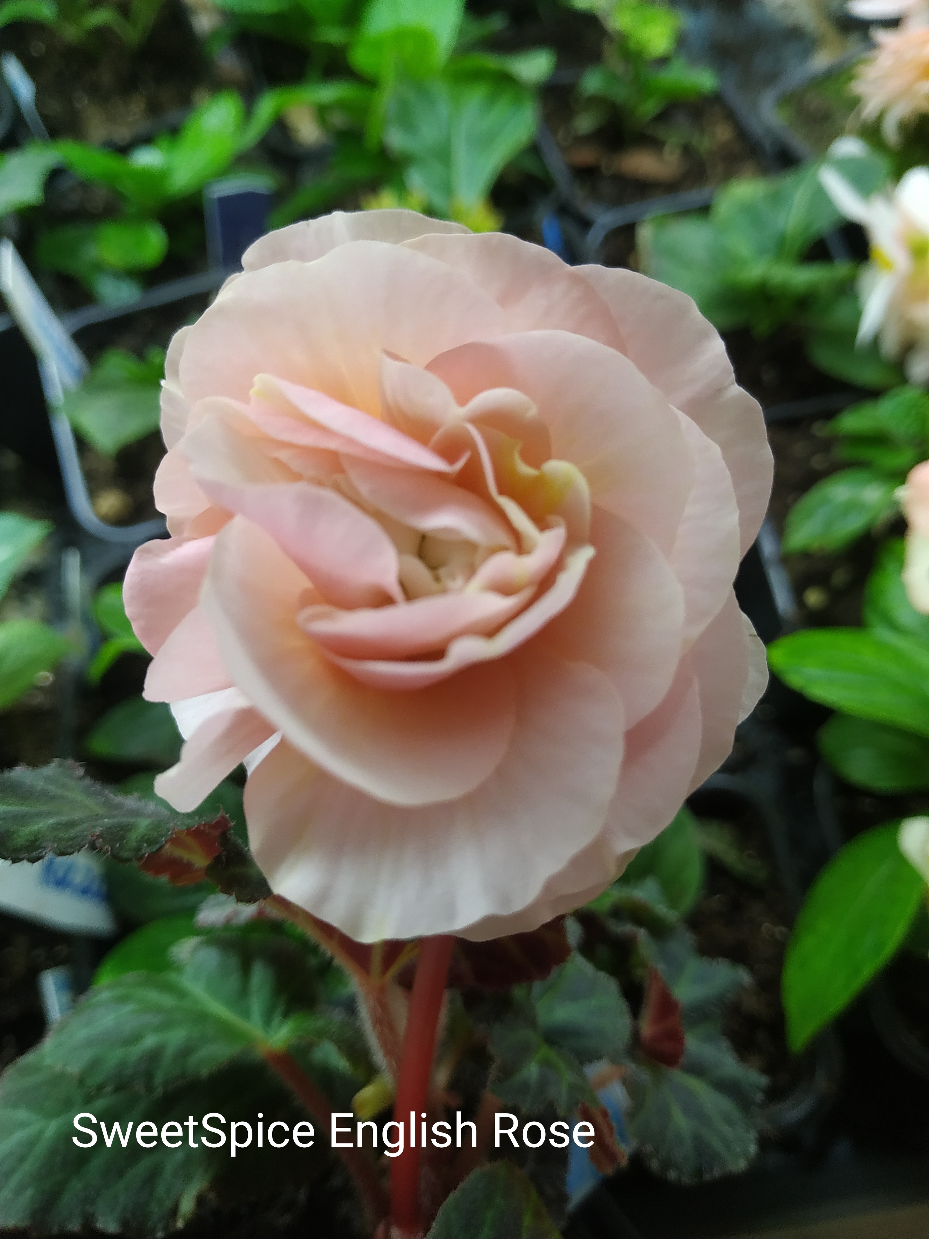 Sweet Spice English Rose
