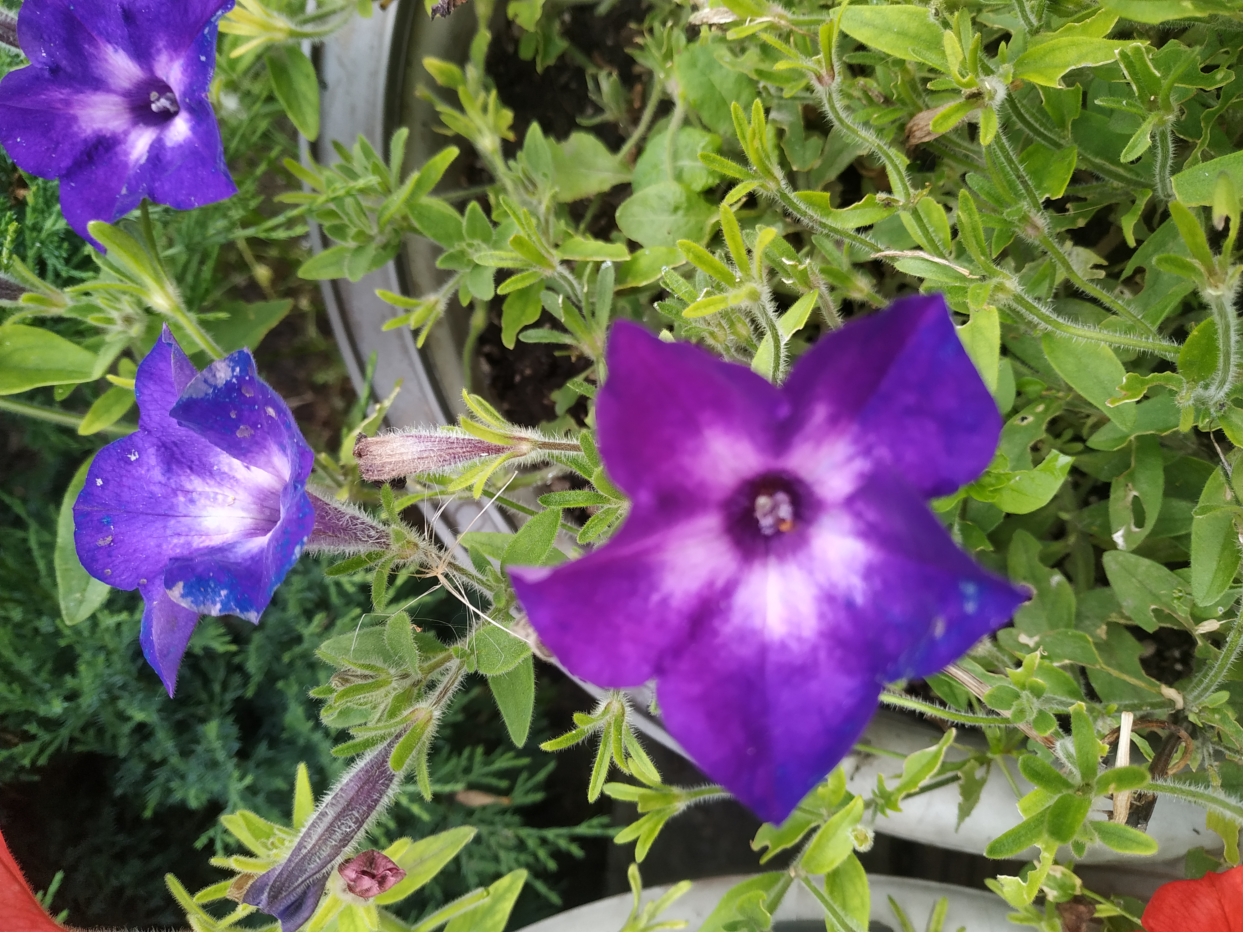 Petunia Vista Blue Moon (73)