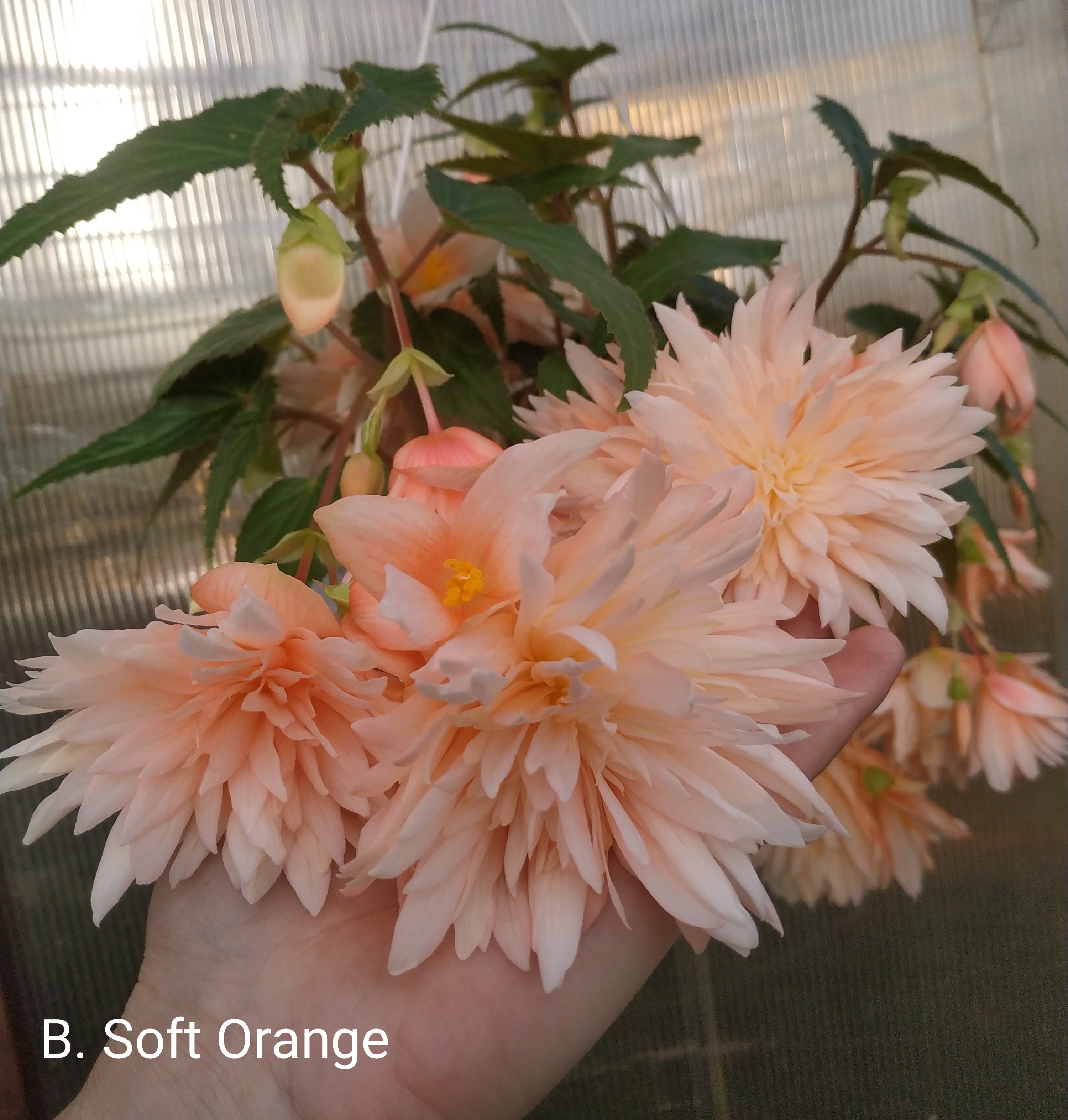 BELLECONIA SOFT ORANGE