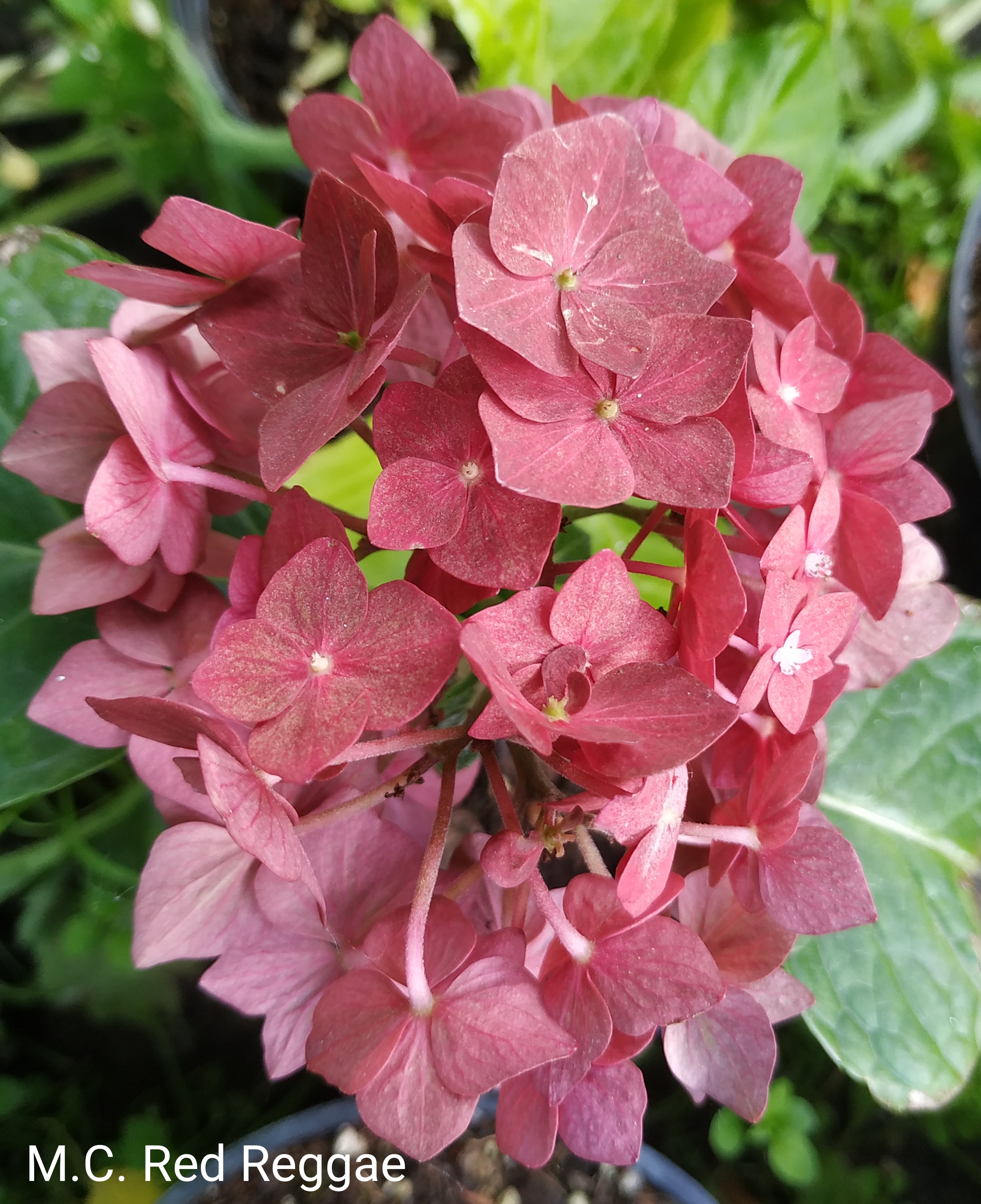 Music Collection Red Reggae