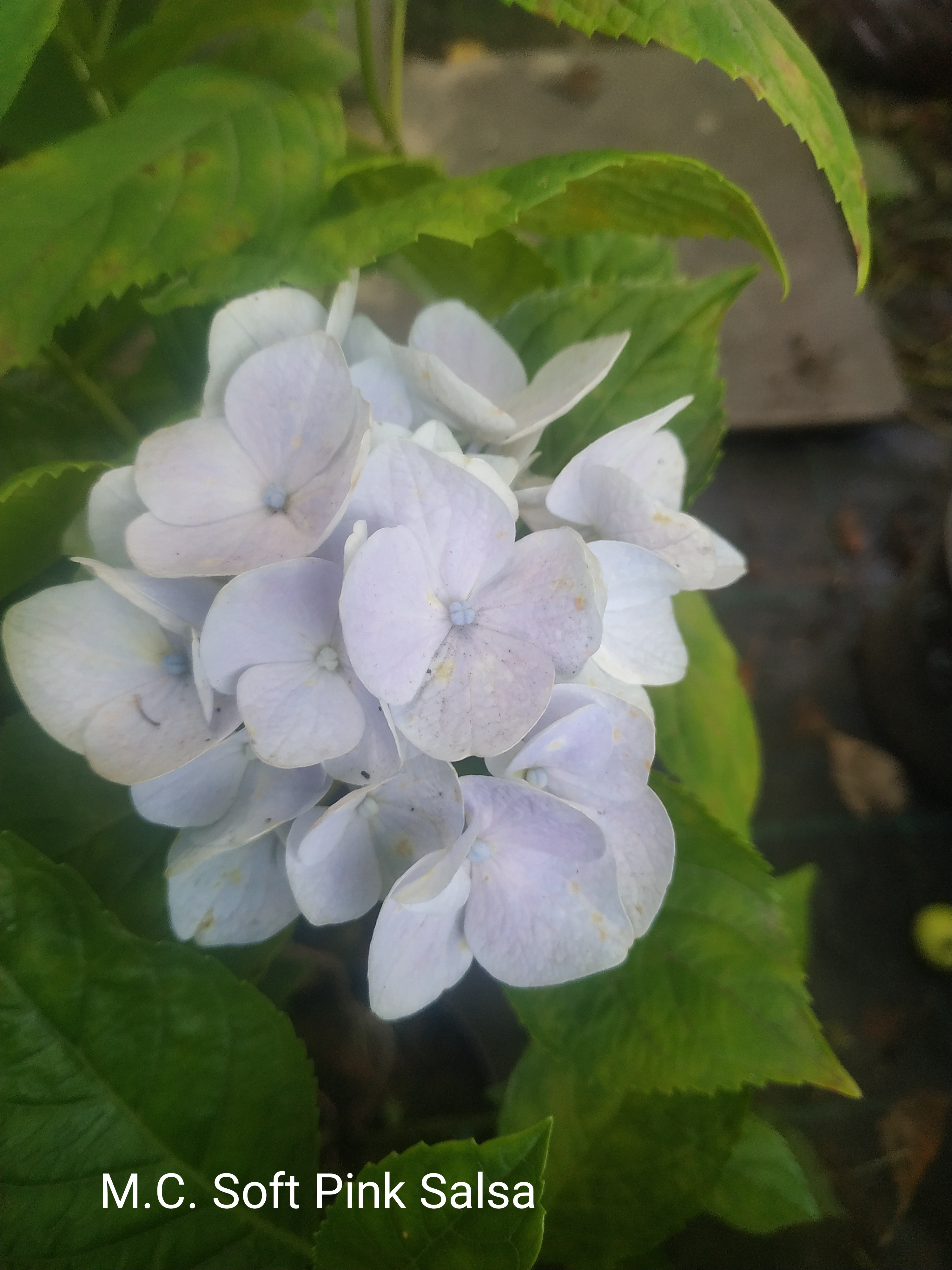 Music Collection Soft Pink Salsa