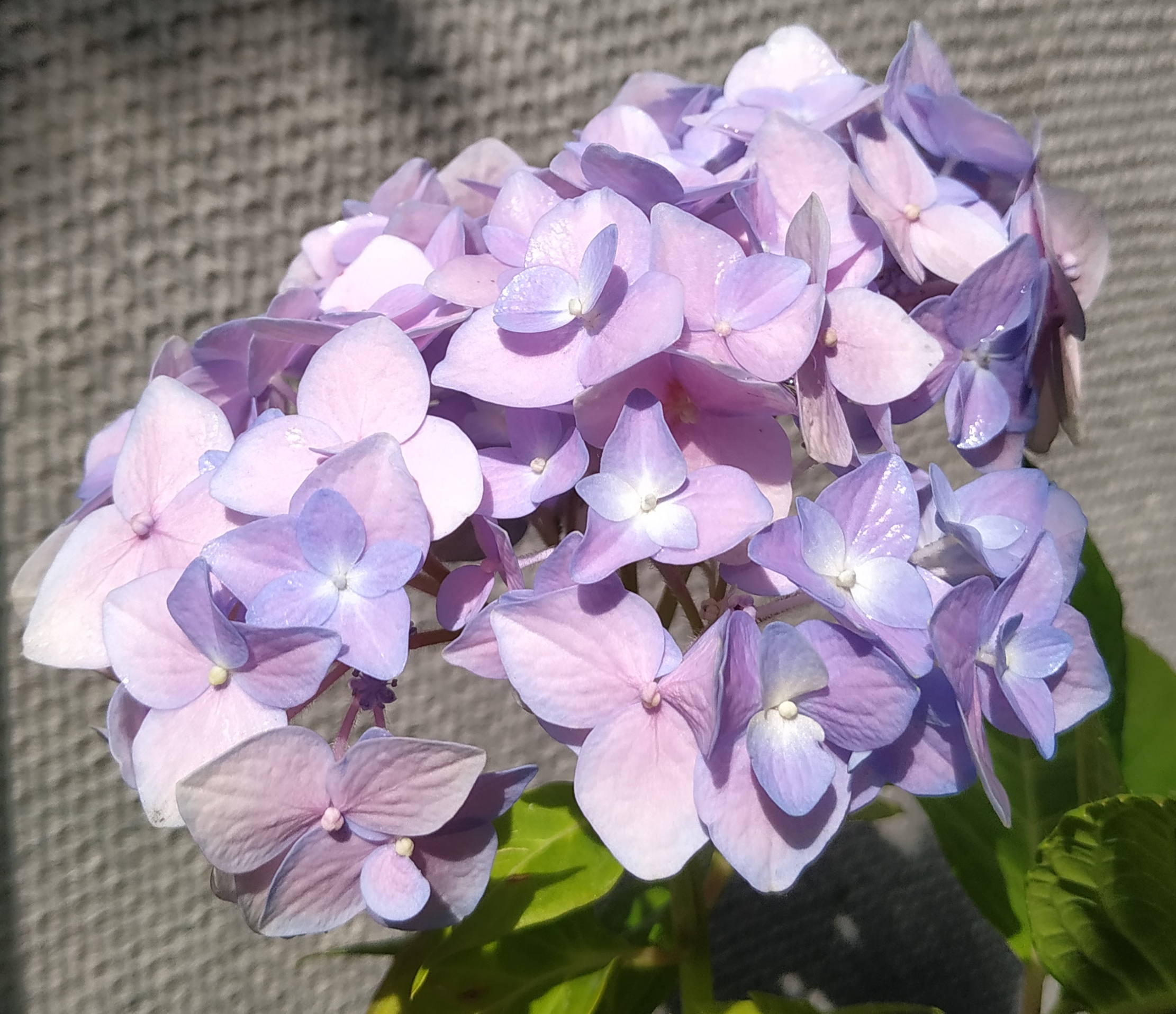 Nikko Blue