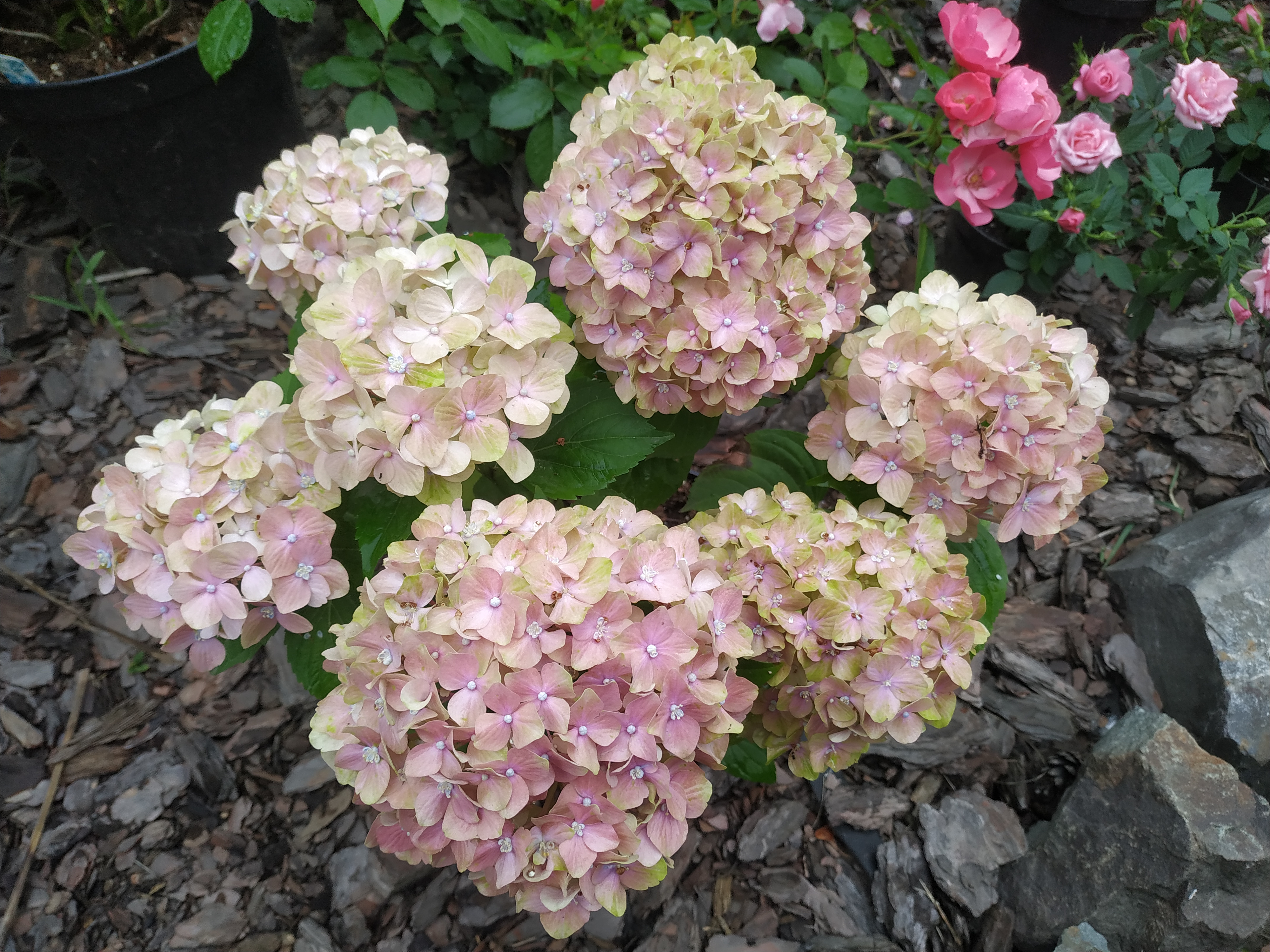 Rembrandt Bella Pesche