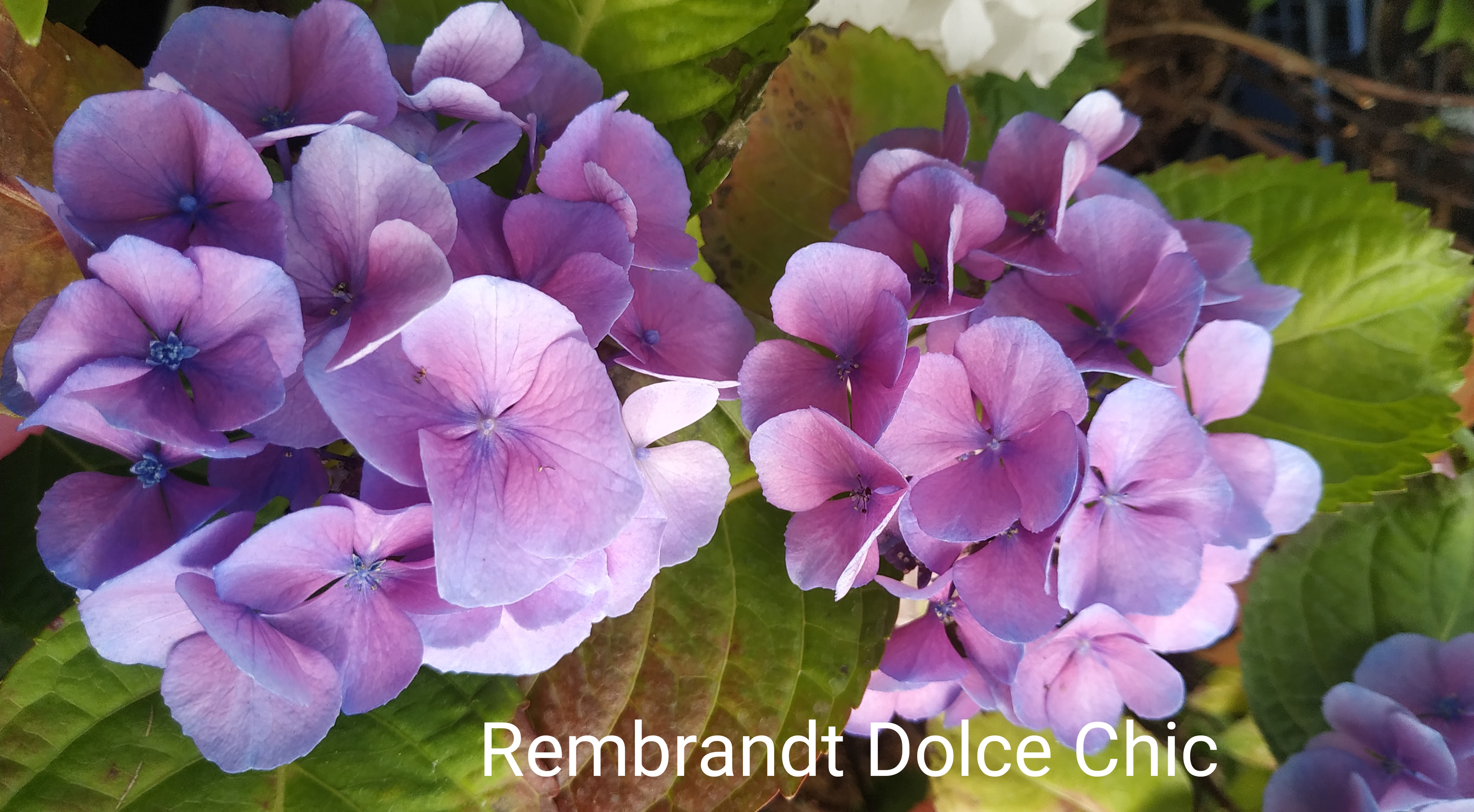 Rembrandt Dolce Chic