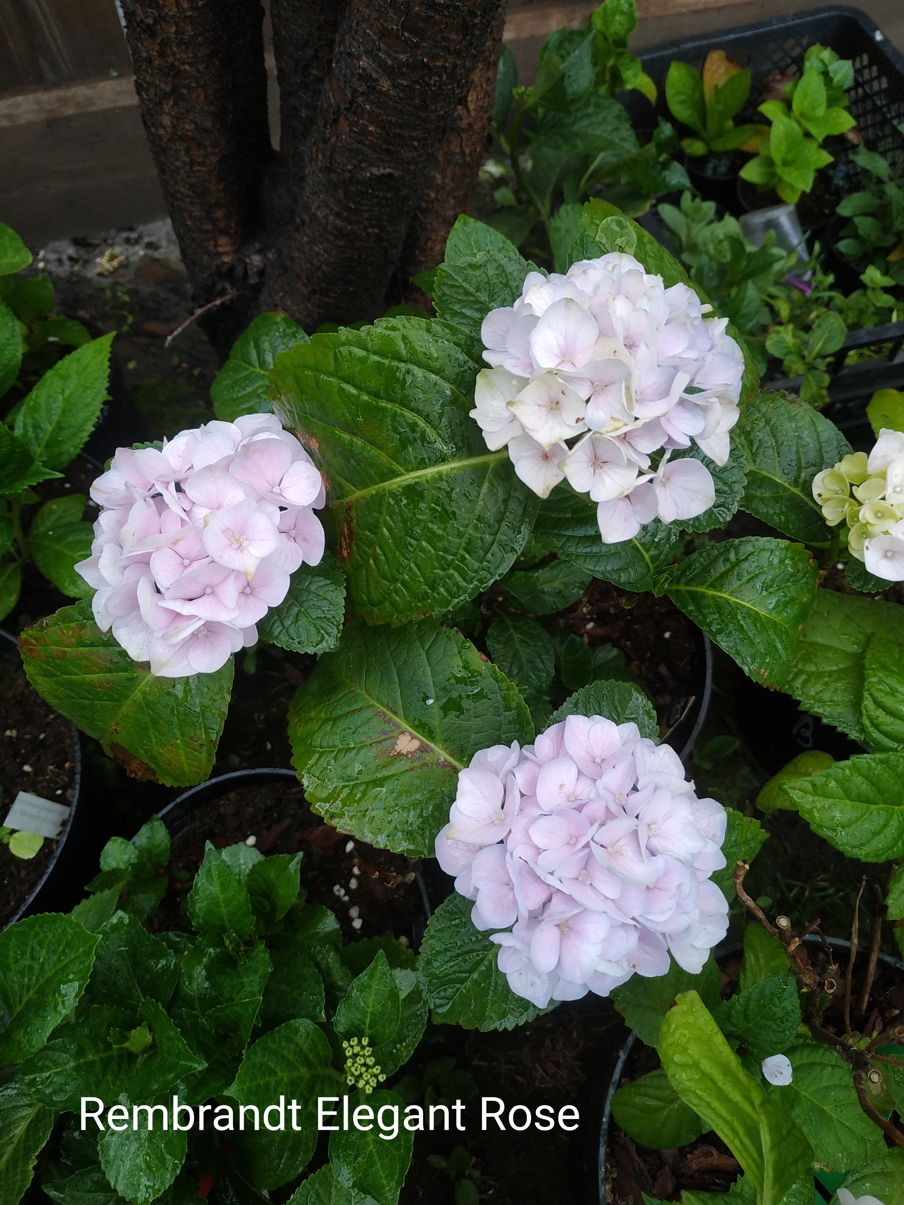 Rembrandt Elegant Rosa