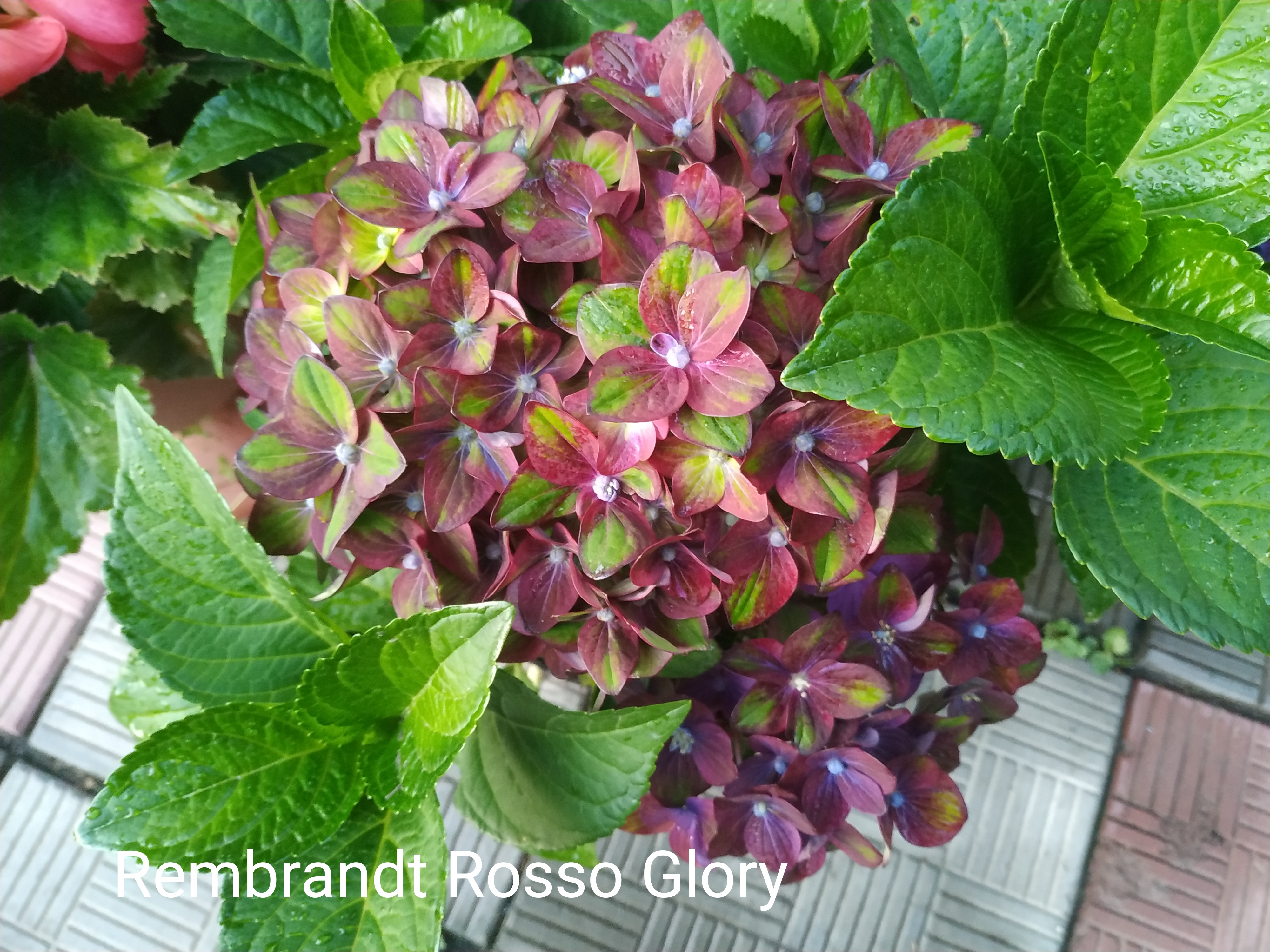 Rembrandt Rosso Glory