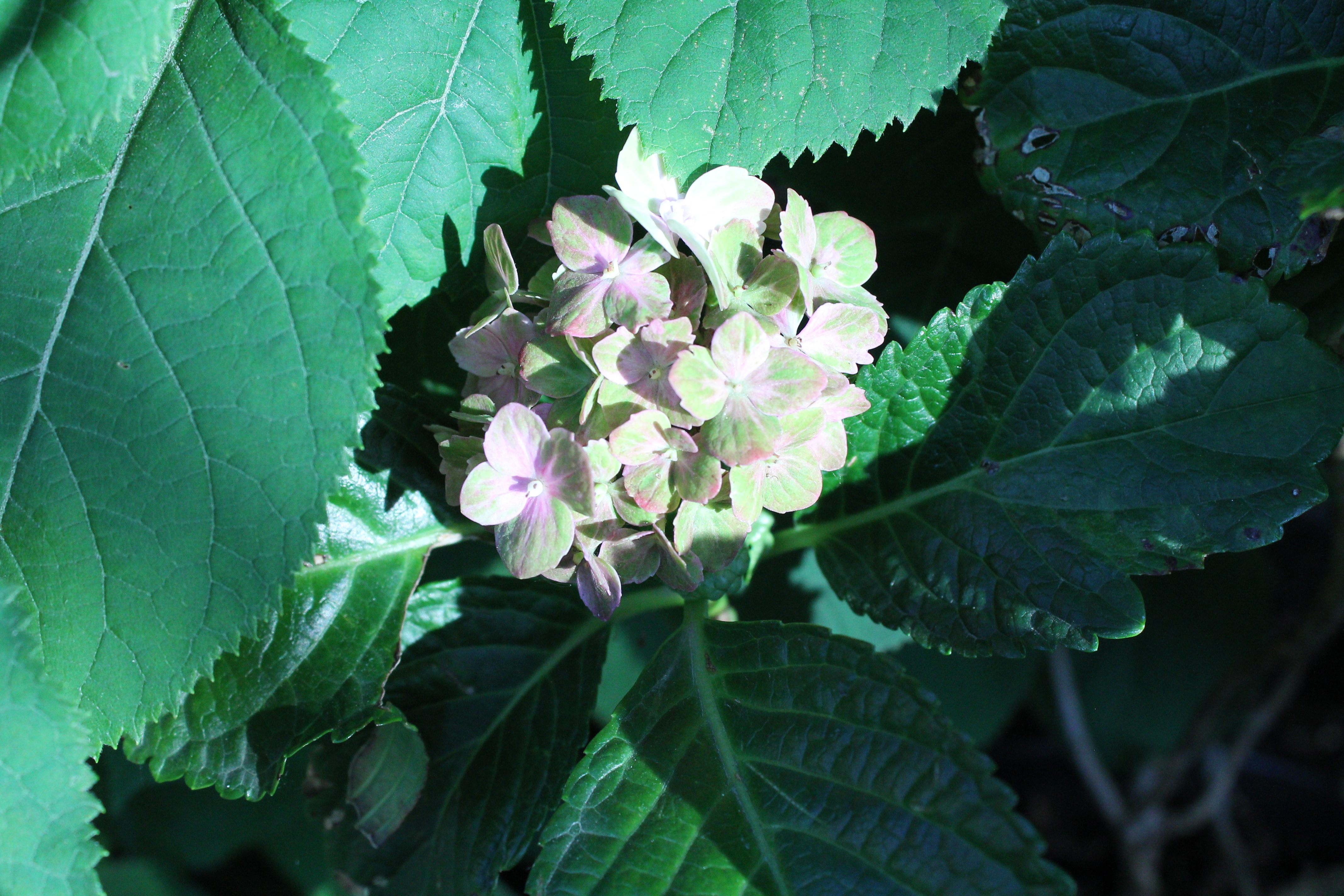 Rembrandt Vibrant Verde