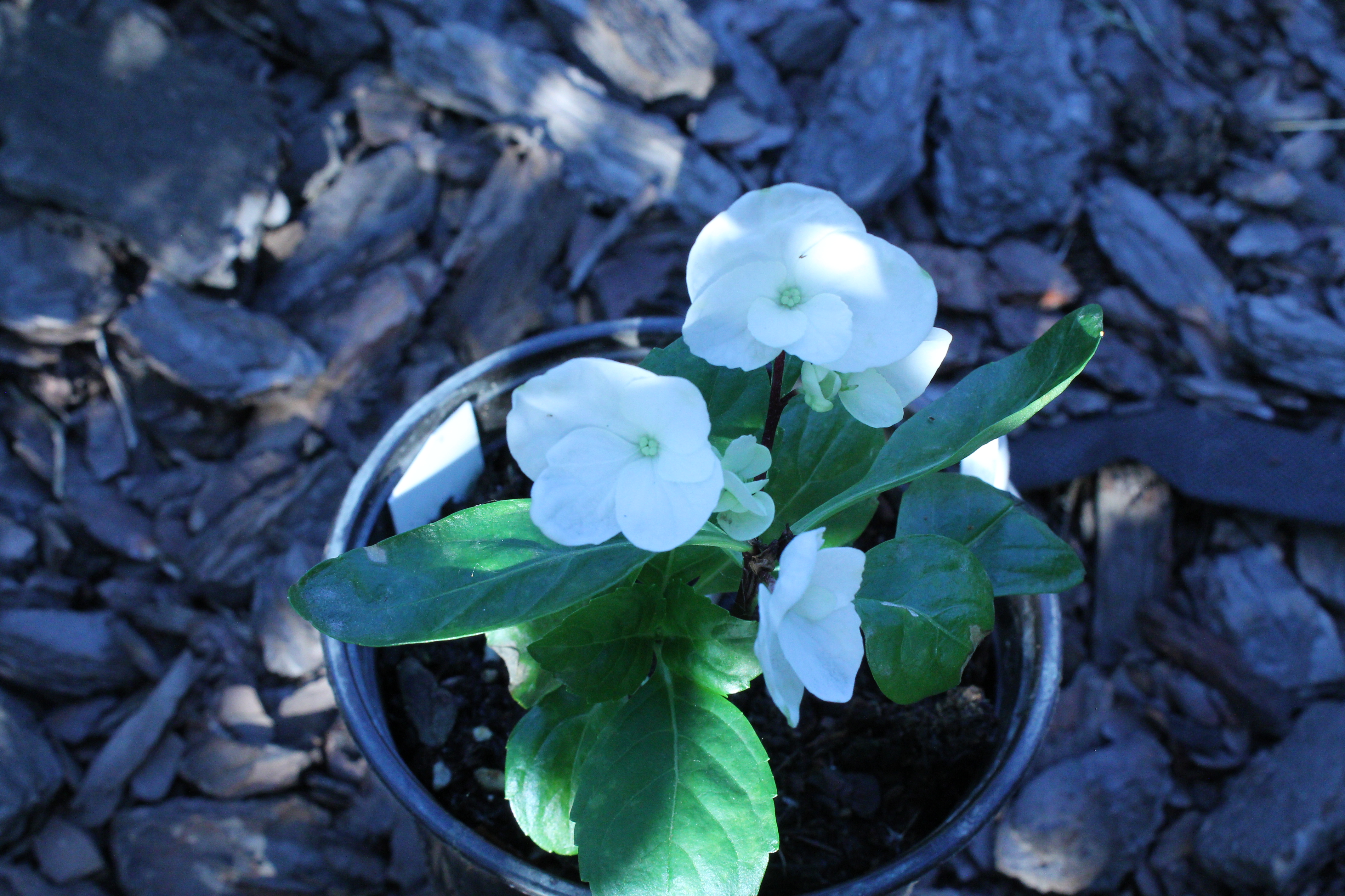 Rendes-vous Choco Chic