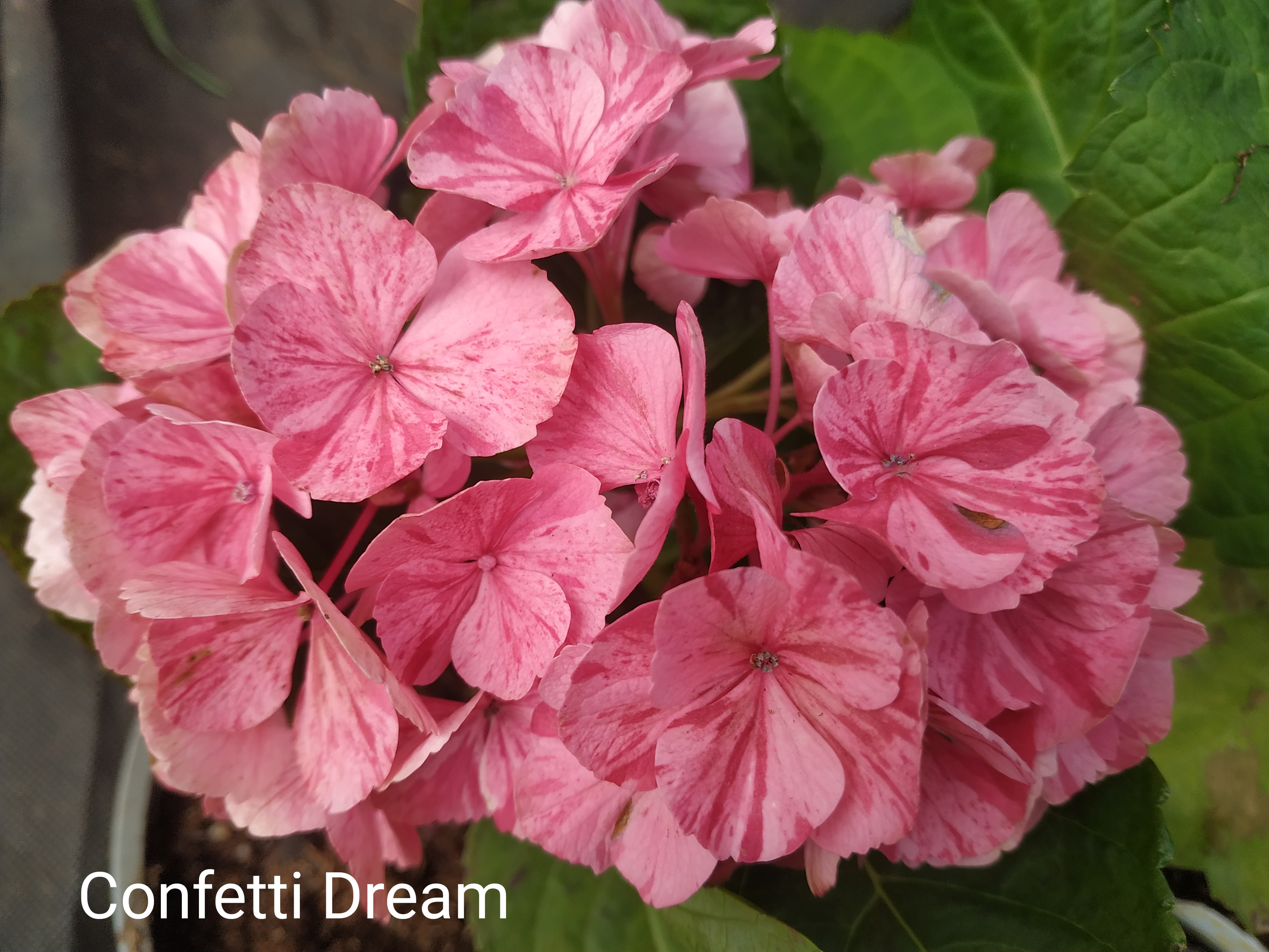 Rendes-vous Confetti Dream