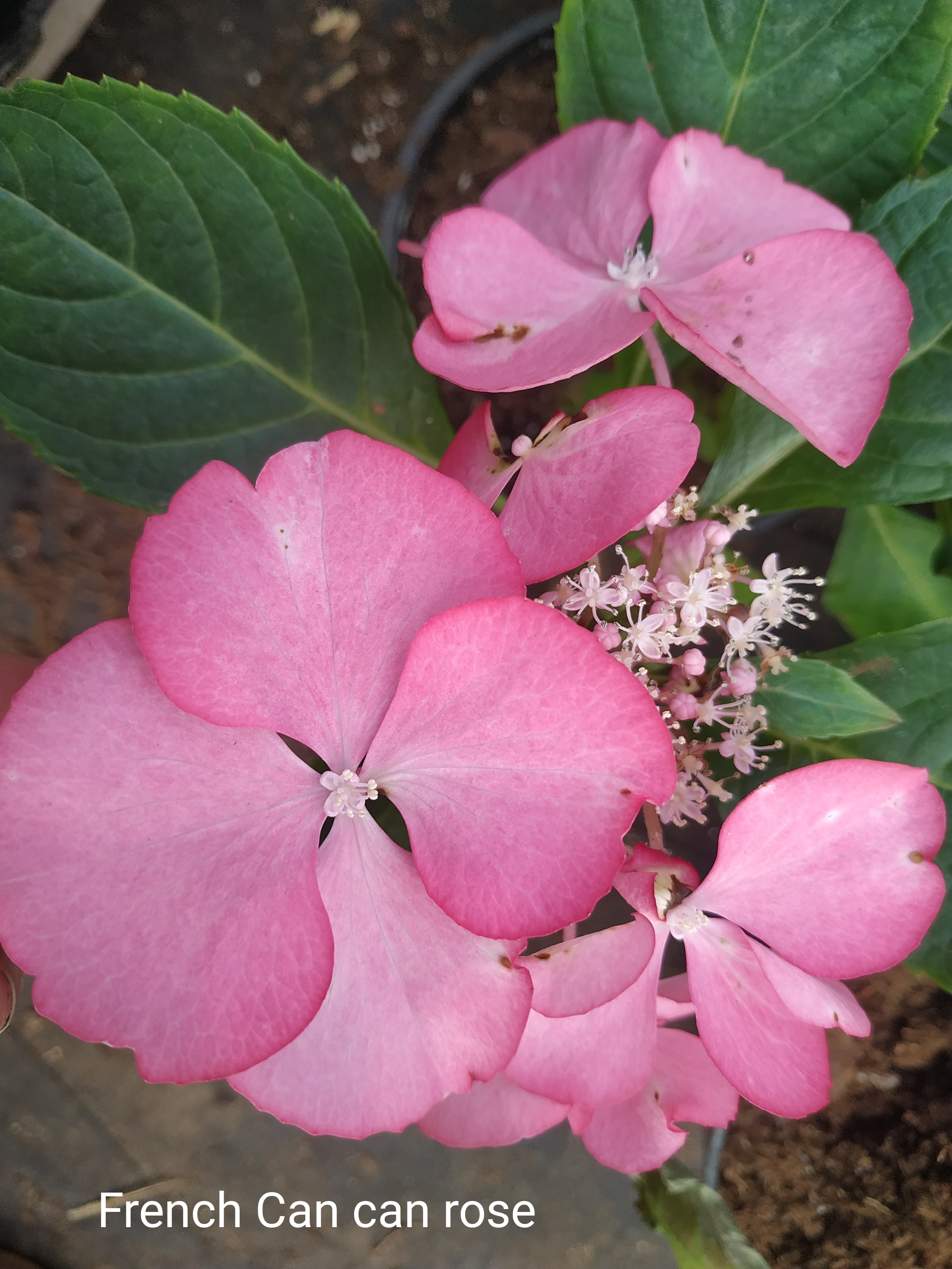Rendes-vous French Cancan rose
