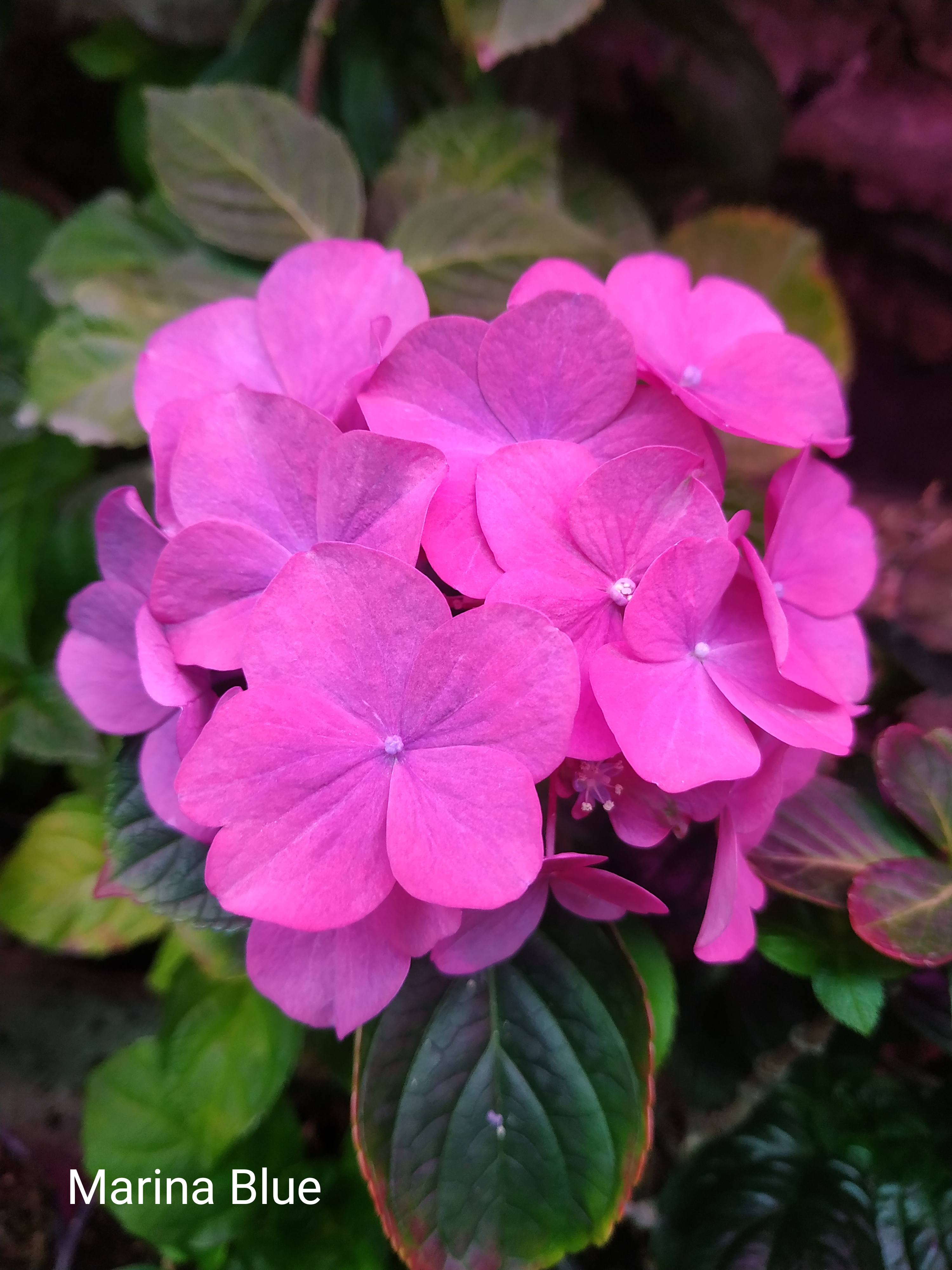 Rendes-vous Marina Blue