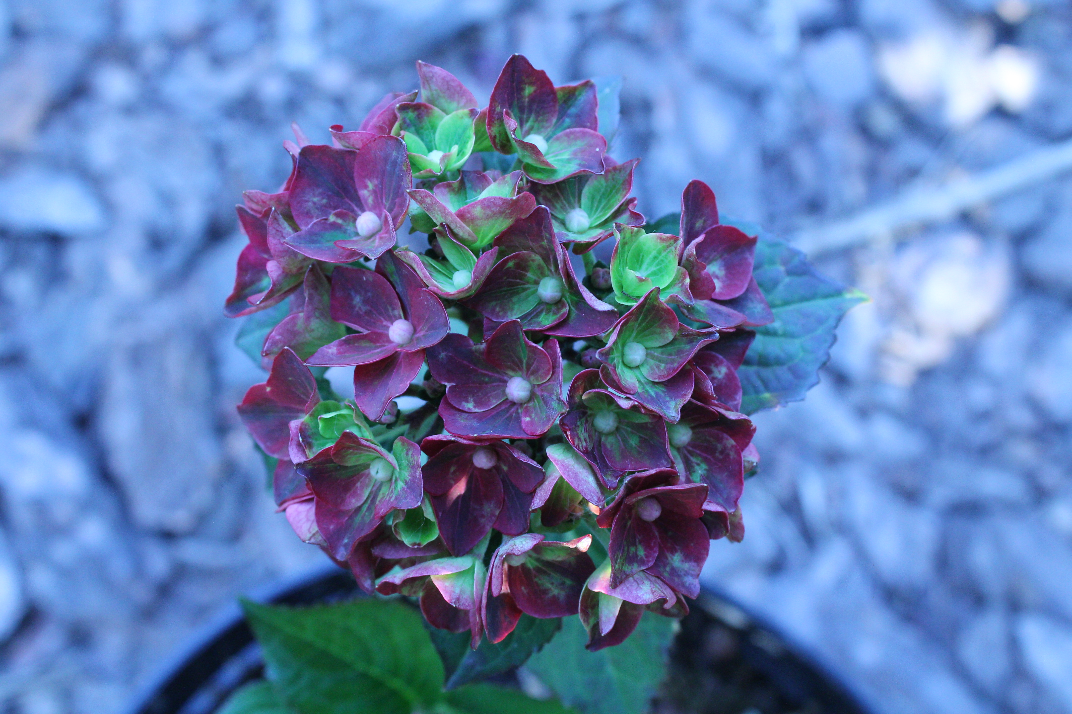 Royalty Black Knight