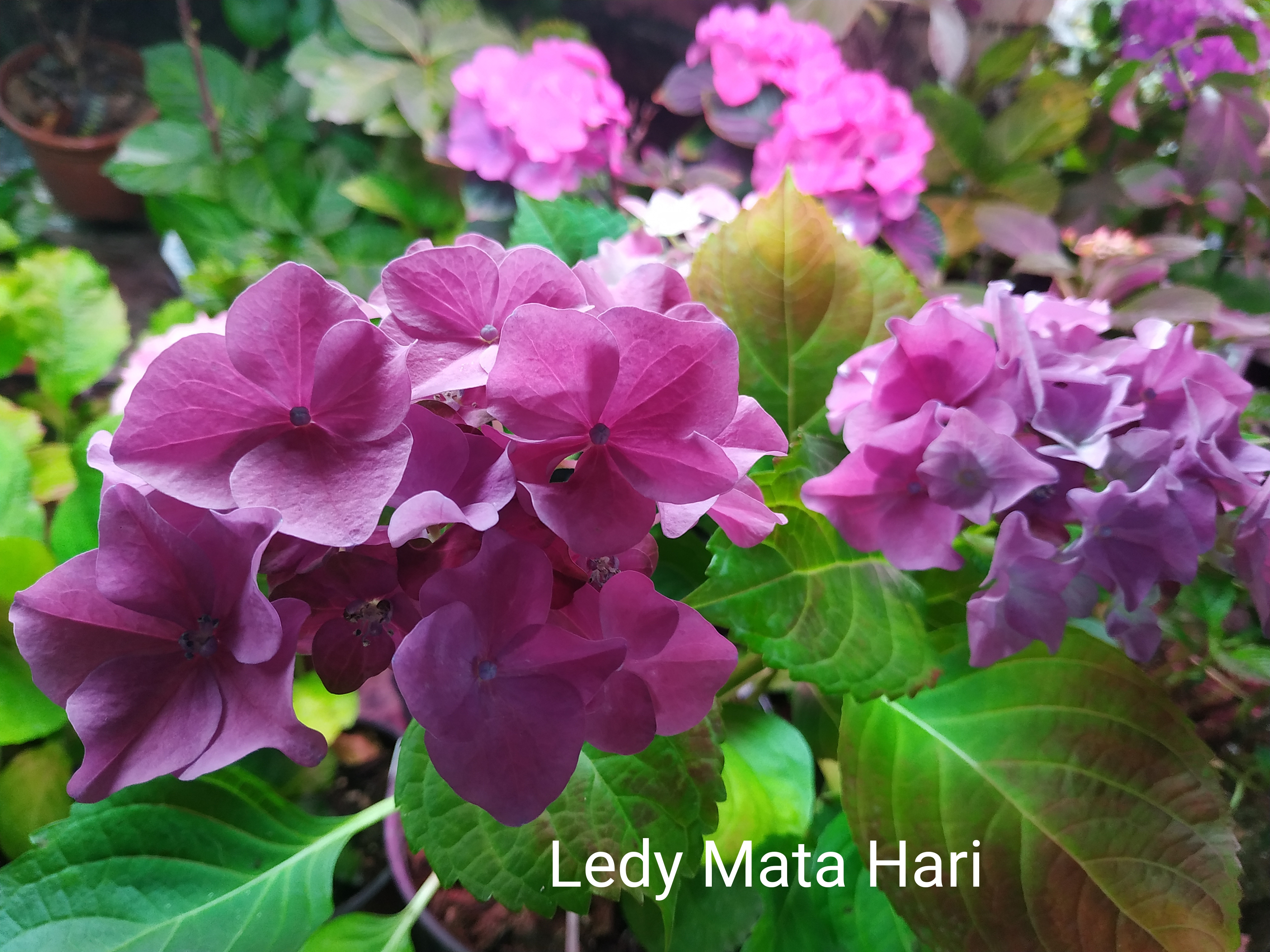 Royalty Ledy Mata Hari