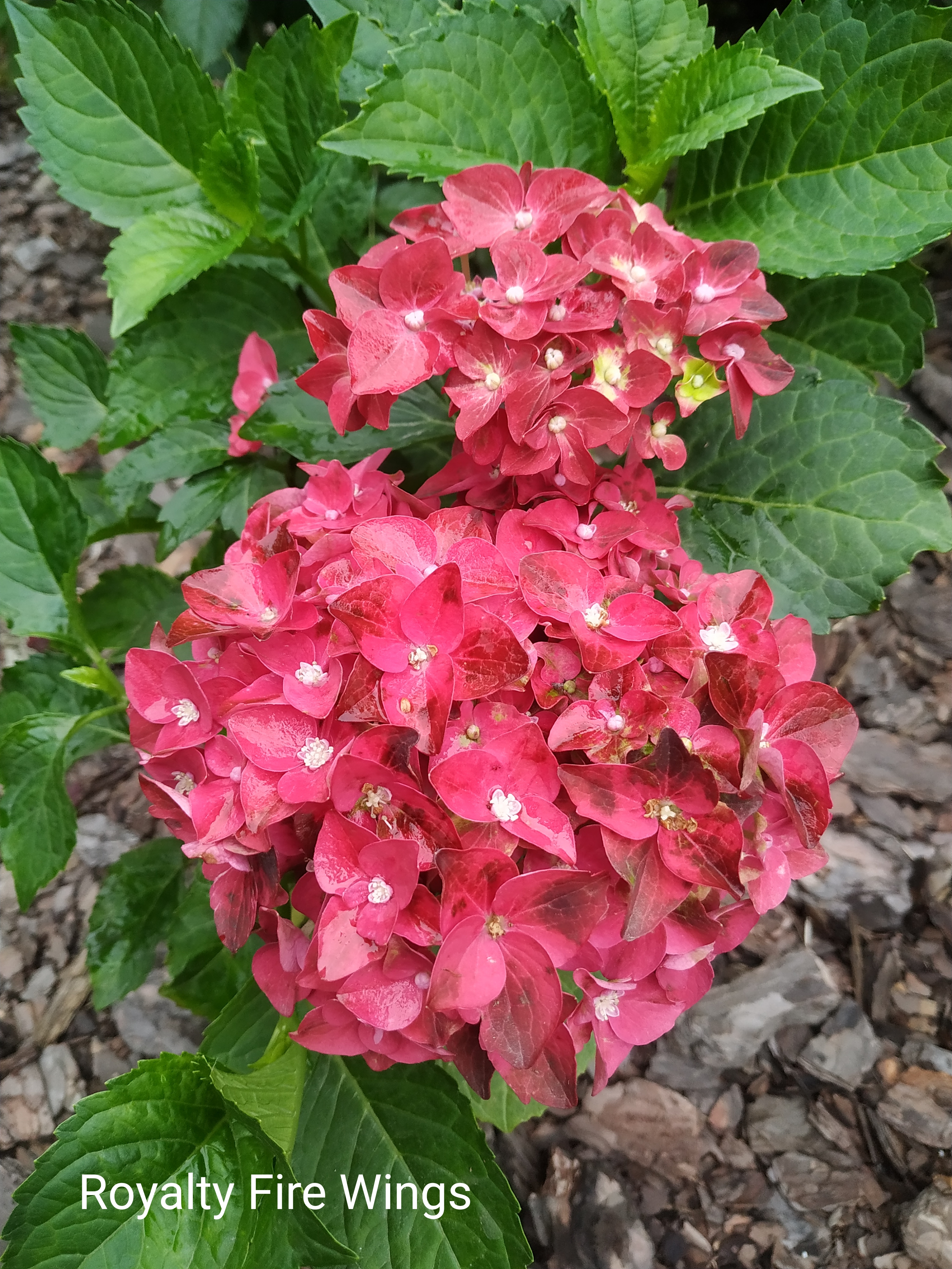 Royalty collection Fire Wings