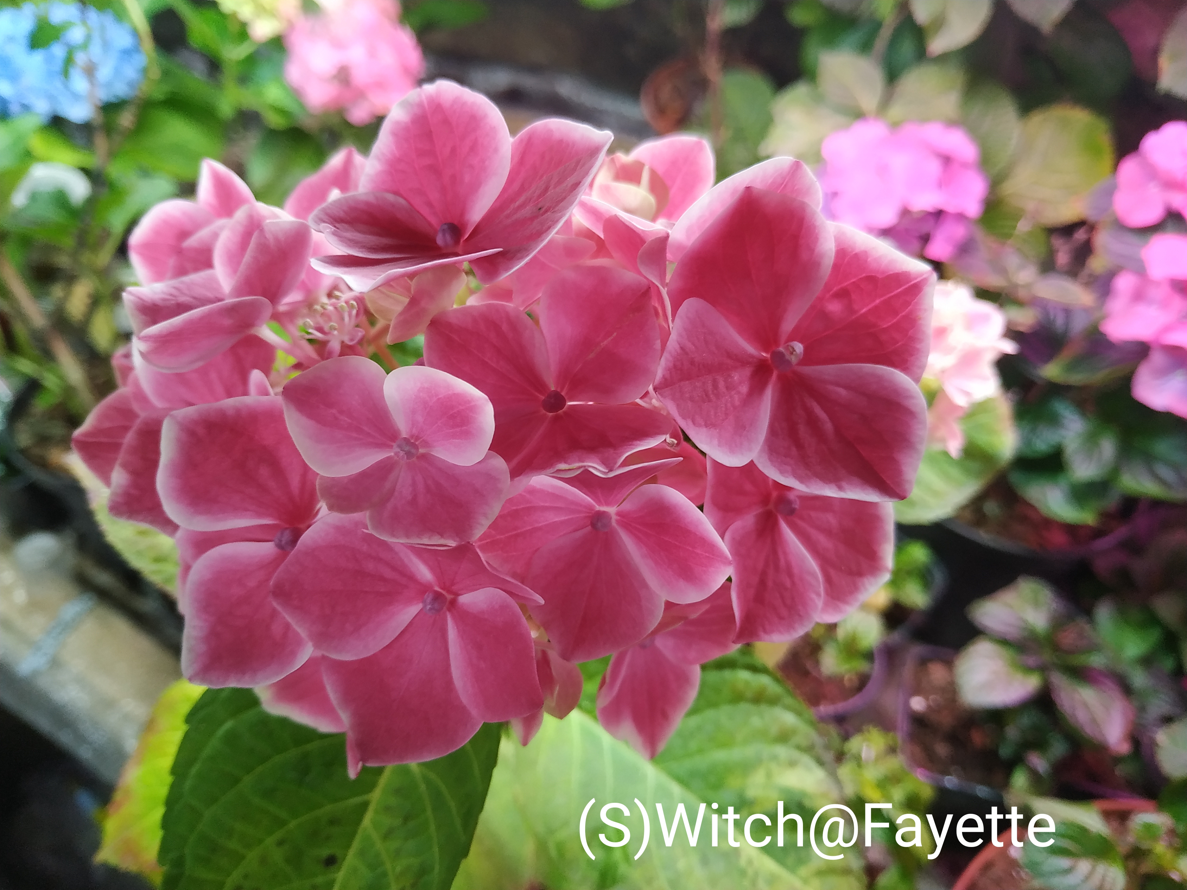 (S)WITCH® Fayette
