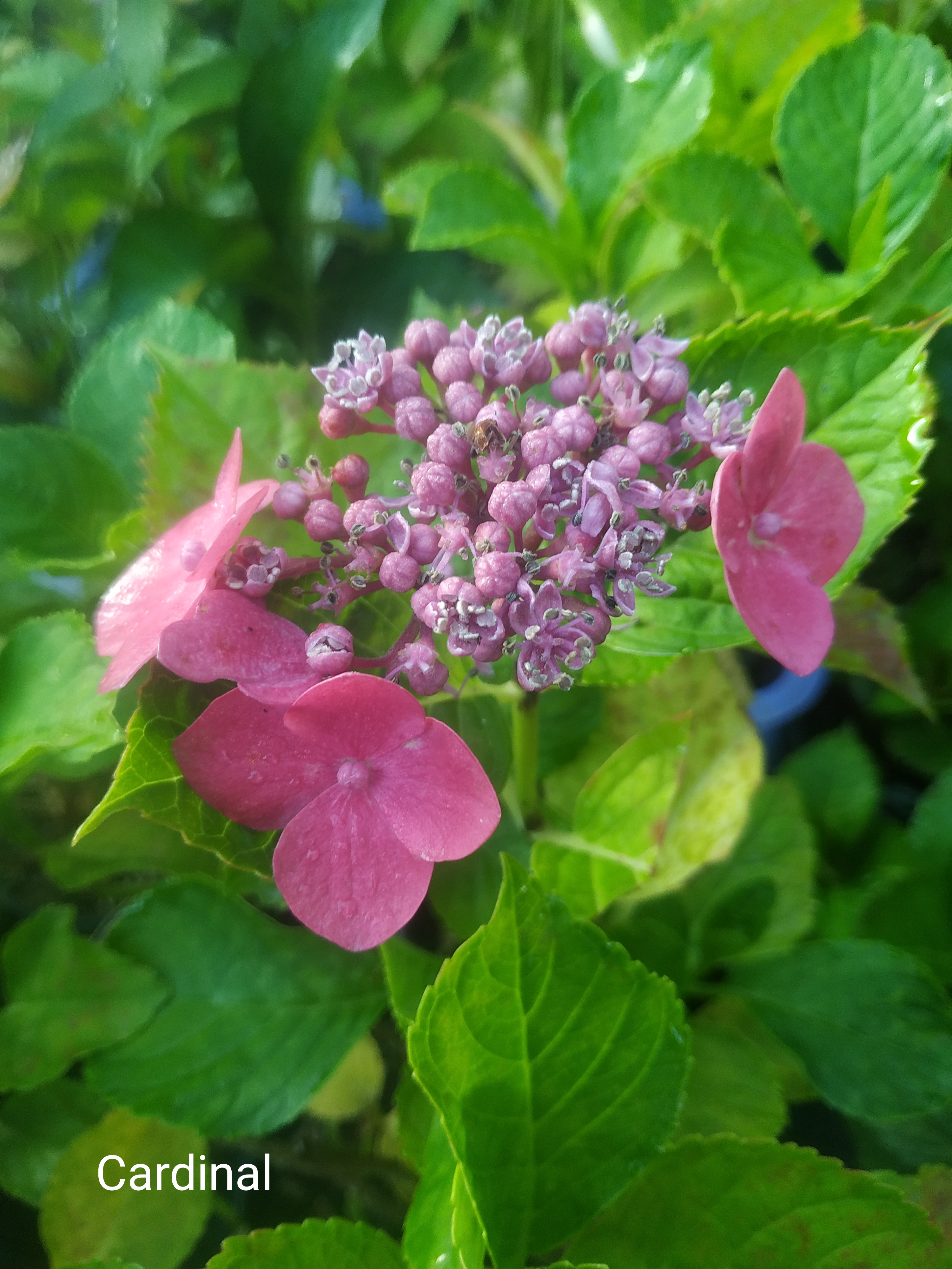 Teller Kardinal Rouge