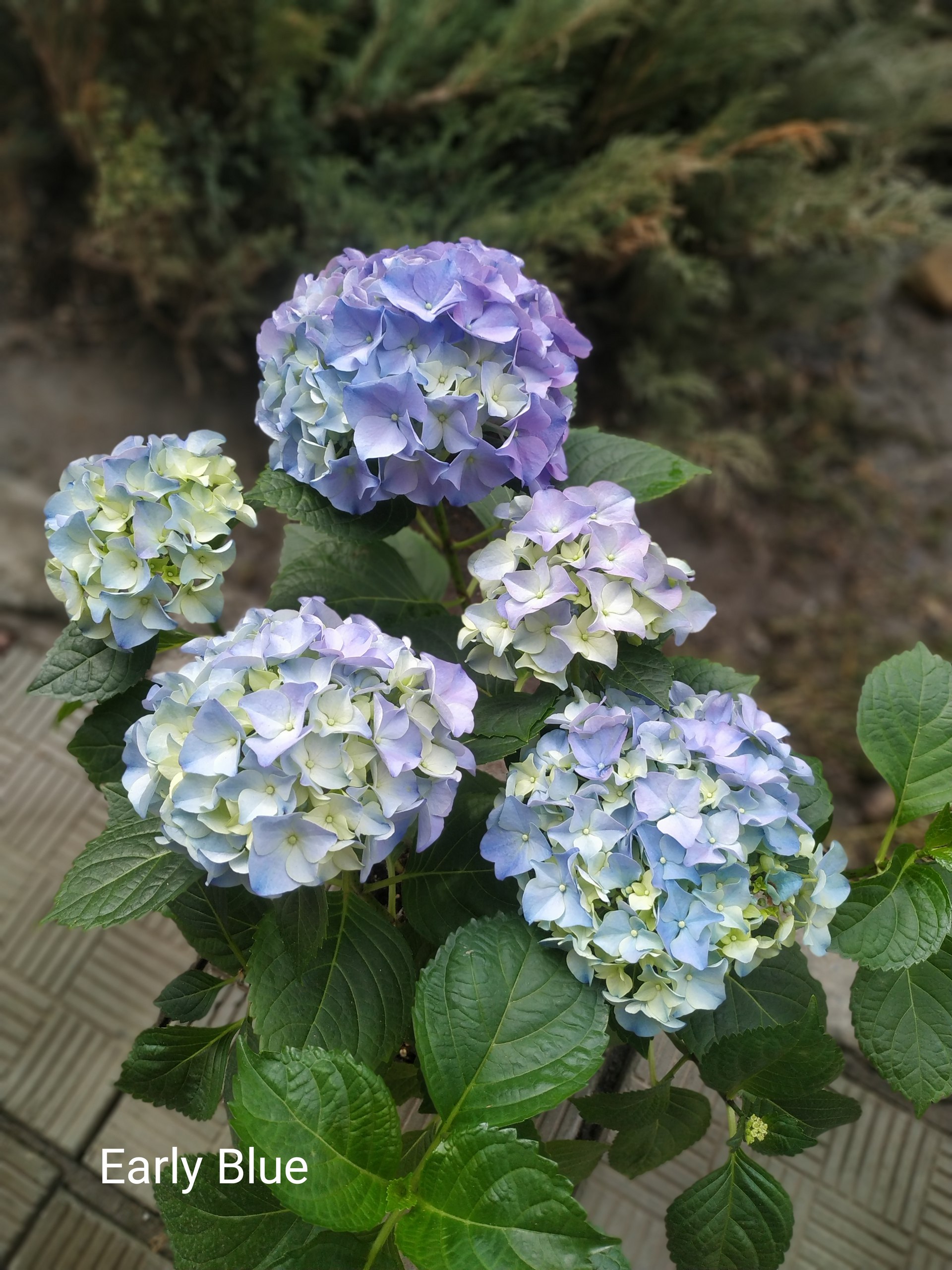 Early blue